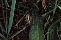 Argiope_bruennichi_P1101_Z_85_Les Gris_Frankrijk